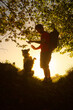man hiker with backpack teaching his border collie dog some tricks in a forest at sunset