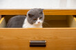 a cute british shorthair cat in a drawer