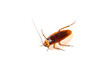a poisoned and dying cockroach on white background