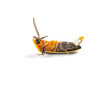 firefly on a white background