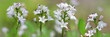 Fieberklee oder Bitterklee (Menyanthes trifoliata) Heilpflanze mit weißen Blüten, Panorama 