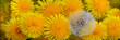 Löwenzahn (Taraxacum) Pflanze mit gelben Blüten und Pusteblume, Panorama 