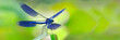 Gebänderte Prachtlibelle (Calopteryx splendens) sitzt auf Pflanze, Panorama 