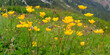 Hahnenfuß (Ranunculus) auch Ranunkel, Blumenwiese, Pflanze mit gelben Blüten, Panorama