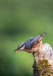 Eurasian nuthatch perching on a log with a mealworm in its beak.