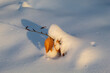 A picture of a branch with autumn leaves sticking through a soft layer of snow, taken during sunset
