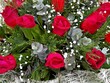 Close up of beautiful red roses on green branch with water drops. Scarlet garden flowers bouquet after rain. Artistic image of colorful red roses pattern for greeting card design Valentines background