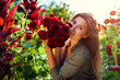 Portrait of smiling gardener holding bouquet of red pompon dahlias in summer garden at sunset. Woman picking flowers.