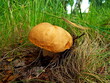 Forest mushroom growing on grass and autumn leaves as background. Gathering mushrooms in autumn forest. Bun mushrooms brown cup cep in autumn forest. Search and picking mushrooms in autumn forest