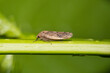 Leafhopper (Ponana puncticollis) on plant stem, nature Springtime pest control agriculture planthopper.