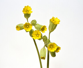 Cowslip, Primula veris, officinalis