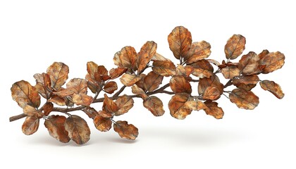 Poster - Oak branch with autumn brown dry leaves