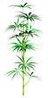 3D Rendering Lady Palm Tree on White