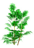 Fototapeta Koty - 3D Rendering Bamboo Palm Trees on White