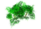 Fototapeta Koty - 3D Rendering Bamboo Palm Trees on White