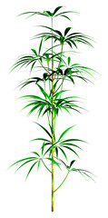 Wall Mural - 3d rendering lady palm tree on white