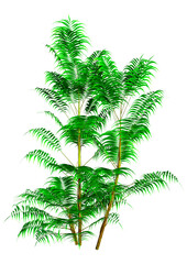 Wall Mural - 3d rendering bamboo palm trees on white