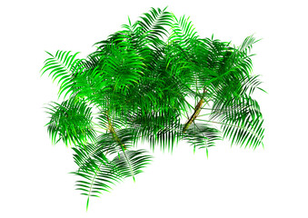 Wall Mural - 3d rendering bamboo palm trees on white