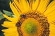 Sunflower on dark background. Shallow depth of field. Toned.