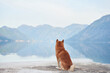 A Shiba Inu dog stands majestically on a pedestal, overlooking a lake with mountains in the background. Pet pose and the serene landscape embody a spirit of adventure and exploration