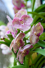 Wall Mural - Beautiful pink orchid flower decoration in the tropical garden