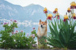 A Shiba Inu dog stands serenely by a glassy lake, framed by soft purple flowers, with mountains and a gentle haze in the distance.