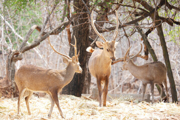 Beautiful deer standing on the ground.