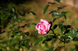 Pink color rose flower with green leaf background