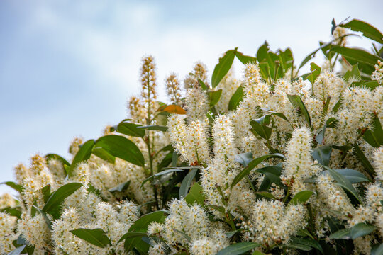 Cherry laurel blossoms in spring on the streets of Munich