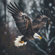 An Eagle Is Flying In The Sky With Its Wings Spread Wide.