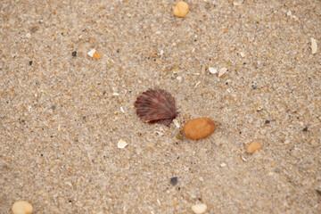 This is a beautiful image of a seashell sitting on the beach next to a tiny pebble with grains of sand all around. The scallop shell has a pretty fan look to it with ridges. The red colors stand out.