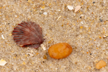 This is a beautiful image of a seashell sitting on the beach next to a tiny pebble with grains of sand all around. The scallop shell has a pretty fan look to it with ridges. The red colors stand out.