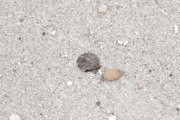 This is a beautiful image of a seashell sitting on the beach next to a tiny pebble with grains of sand all around. The scallop shell has a pretty fan look to it with ridges. The red colors stand out.