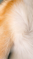 Wall Mural - close up of corgi hair on the body on the chest and paw