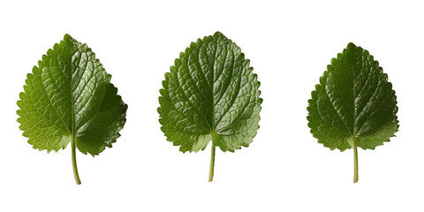 Sticker - Aromatic Lemon Balm Trio