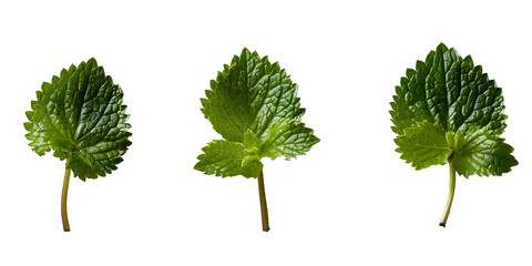 Sticker - Three Lemon Balm Leaves