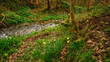 Letah Woods Wild Daffodils, a rural ancient woodland through which Letah Burn runs, near Hexham in Northumberland
