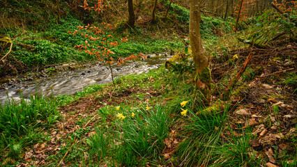 Wall Mural - Letah Woods Wild Daffodils, a rural ancient woodland through which Letah Burn runs, near Hexham in Northumberland