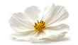 A white flower isolated on a white background, perfect for use in home decor or as a symbol of purity and elegance.