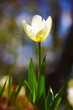 Closeup, white Tulips or flower on a sunny day for growing, gardening and romantic bouquet for love. Leaf, blossom and floral plant in nature for season change, gift or florist with bright color