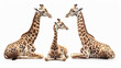 A three giraffes sitting