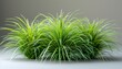 tussock of grass on transparent background