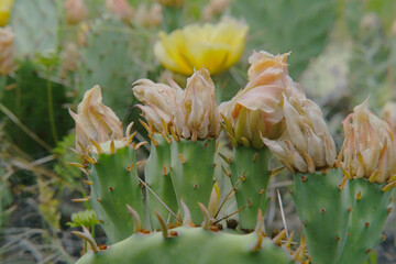 Poster - Prickly pear cactus with blooms closeup in Texas spring landscape.