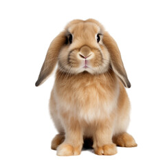 Wall Mural - A fluffy lopeared rabbit sits on a white background