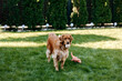 a dog with a ball in its mouth on the grass, golden retriever on grass. 