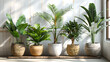 Sunlit Indoor Plant Arrangement by the Window, Generative AI