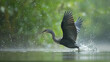 A heron takes off from the water, causing a splash, with raindrops visible in the air.
