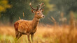 A spotted deer with antlers stands in the rain against a backdrop of tall grass and trees.

