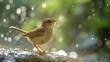 A small bird perched on a rock with a backdrop of bokeh created by sunlight filtering through the trees.
