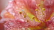 Close-up of pink flower stamens with water droplets, highlighting the delicate details and textures.
